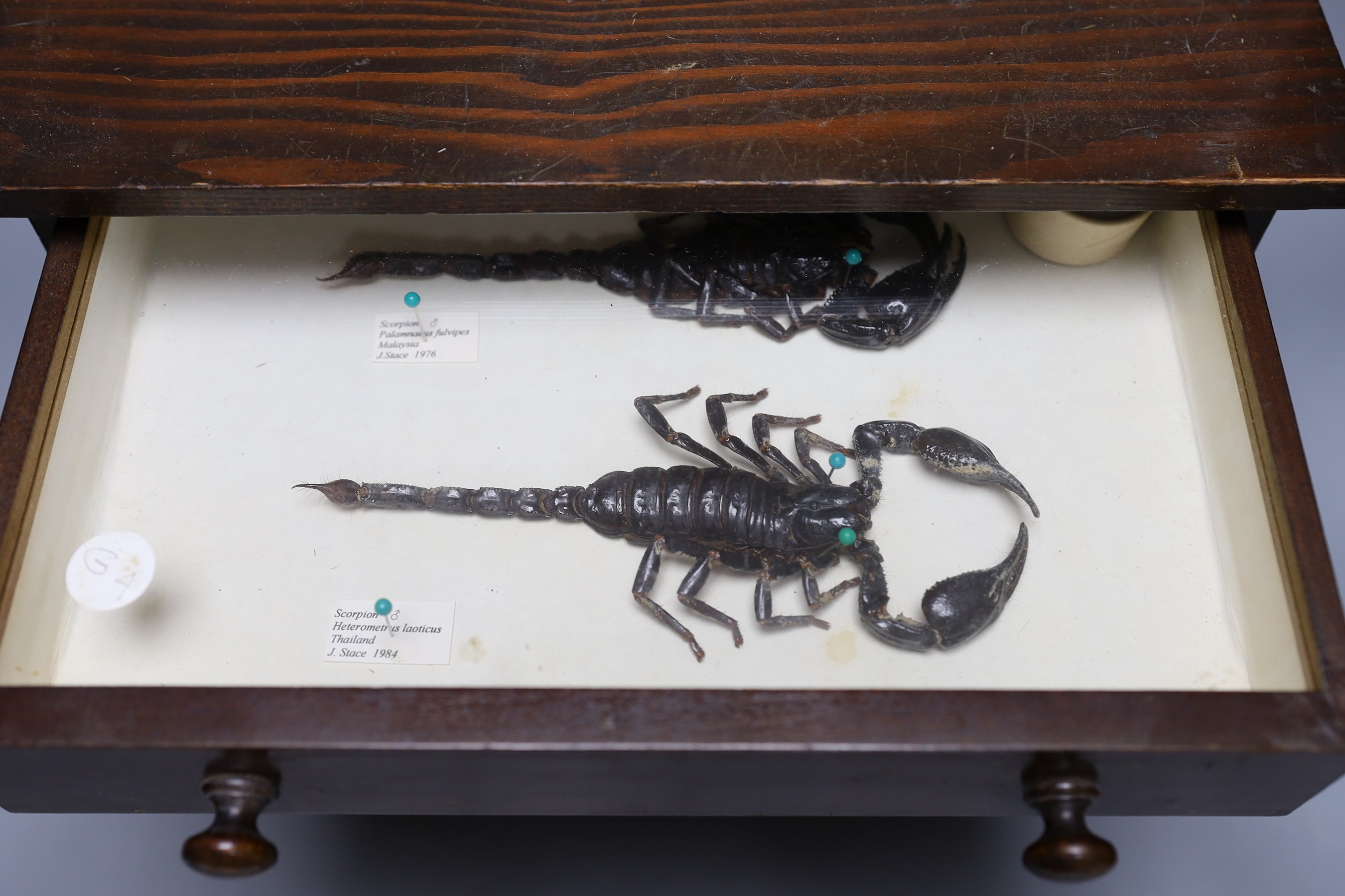 Entomology- a collection of scorpion specimens in a wood chest of four drawers, 30. 5 cm high, 33 cm wide, 21 cm deep